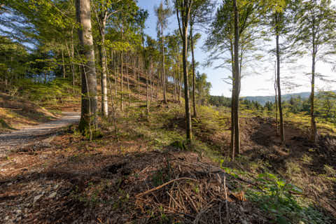 Gemeinde Hochburg-Ach Bezirk Braunau Wanghausen Weilhartsforst (Dirschl Johann) Österreich BR